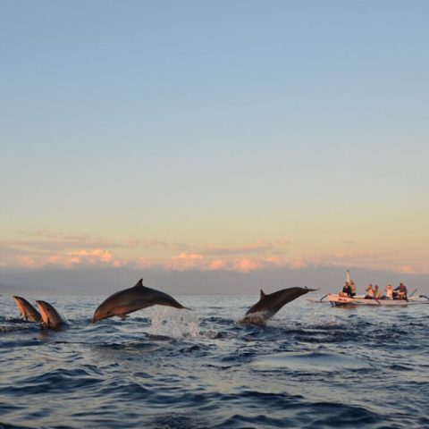 wisata lumba-lumba bali