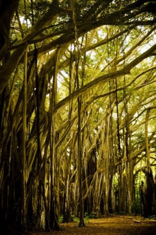 hutan teluk kawela hawaii