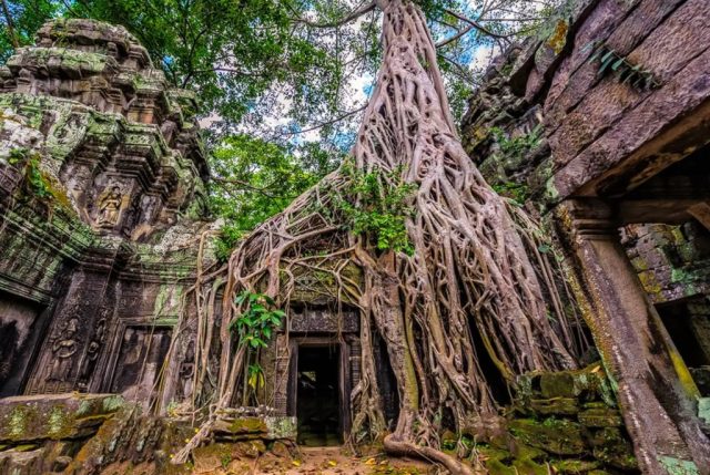 kuil ta prohm wisata kamboja terkenal