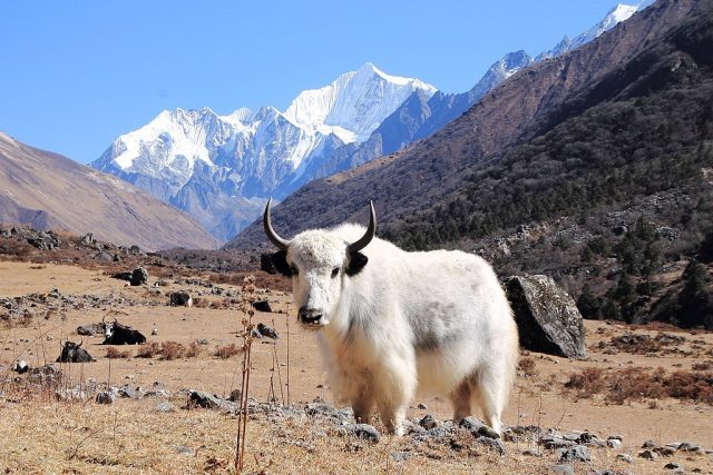 taman nasional langtang wisata alam nepal