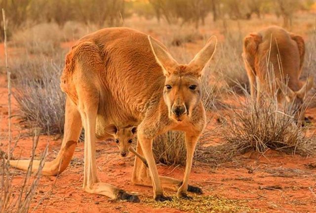 kanguru merah satwa liar australia