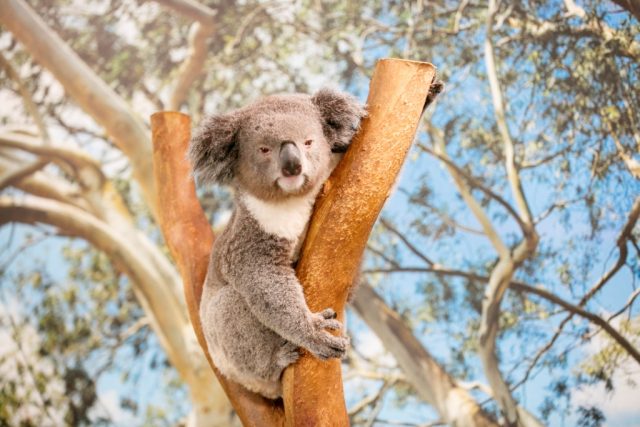 koala satwa liar australia