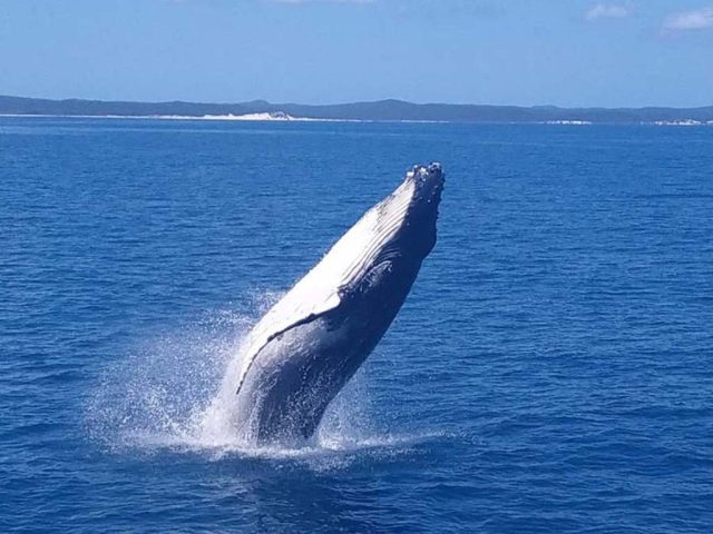 melihat paus satwa liar australia