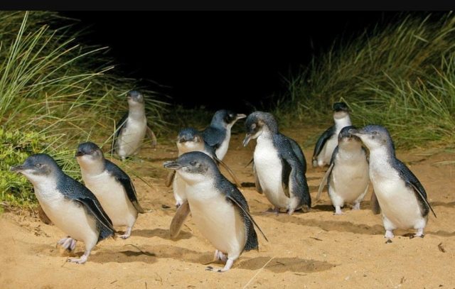 melihat pinguin satwa liar australia