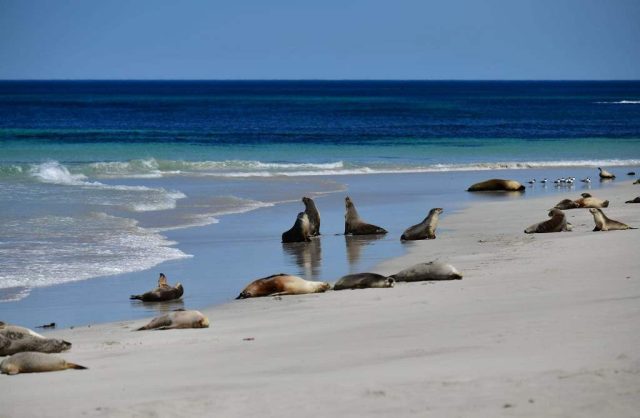 seal bay conservation park pulau kanguru