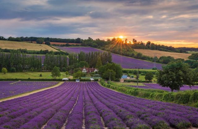 ladang lavender castle farm inggris