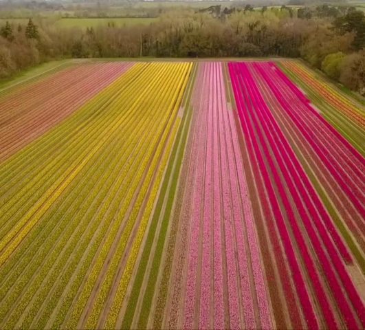 ladang tulip norfolk inggris