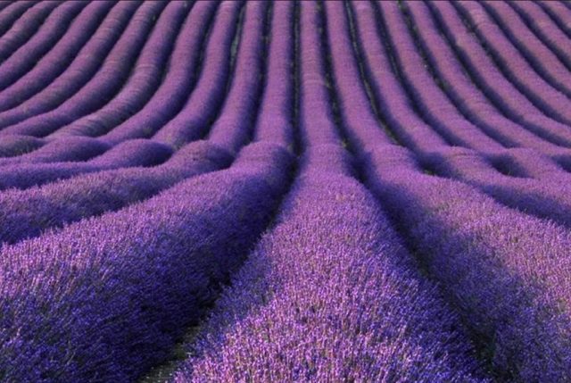 peternakan lavender hitchin inggris