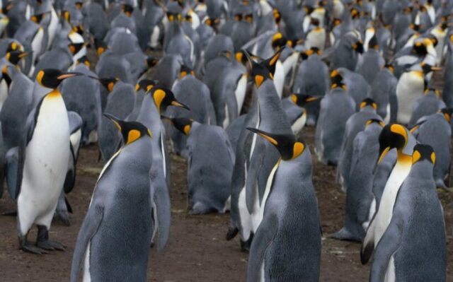 penguin kaisar fakta tentang antartika