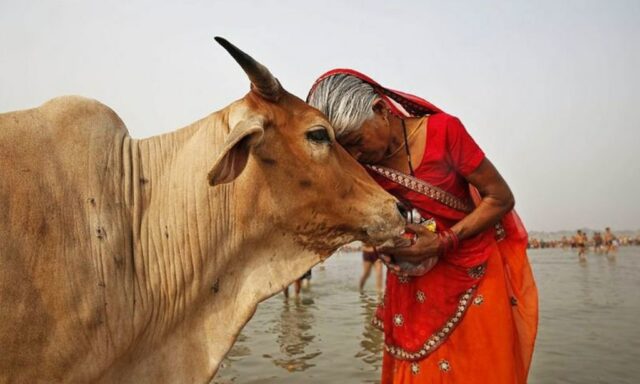 sapi hewan suci fakta tentang india