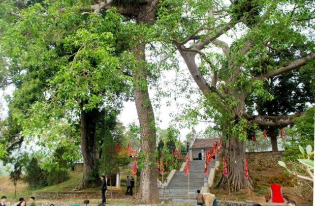 kuil kỳ sầm vietnam