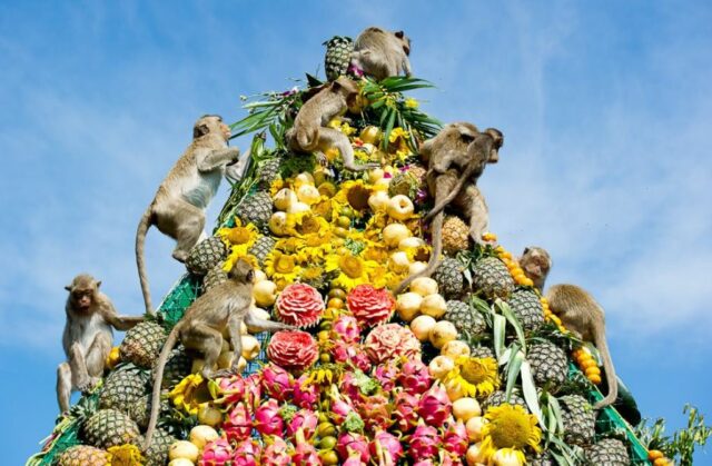 monkey buffet festival thailand