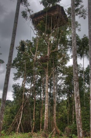 keluarga suku korowai