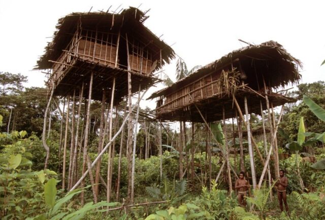 rumah suku korowai