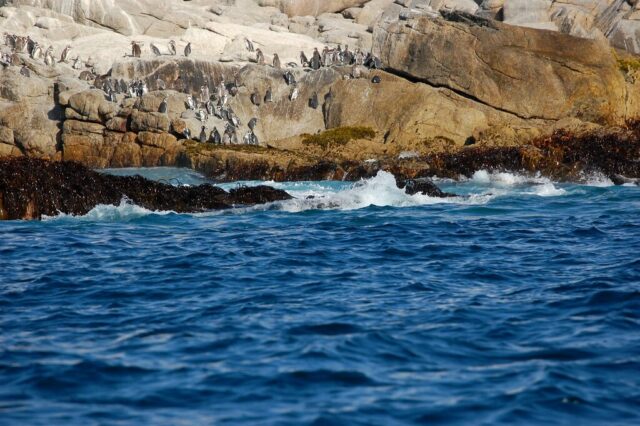 algarrobo melihat penguin di chili