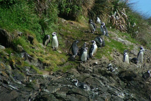 natural islotes de puñihuil melihat penguin di chili