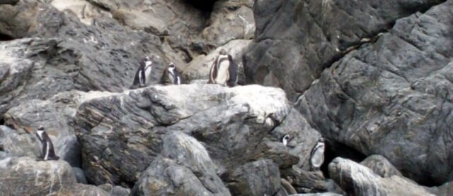 pulau damas melihat penguin di chili