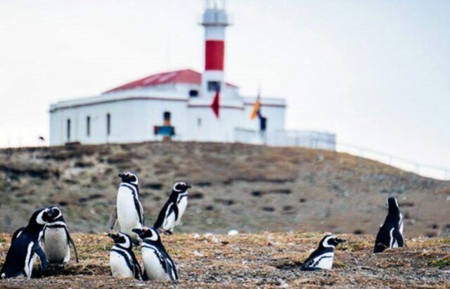 pulau magdalena melihat penguin di chili