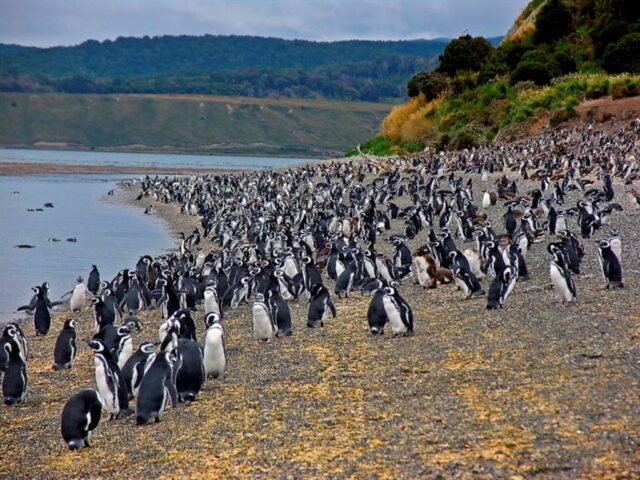 pulau martillo melihat penguin di chili