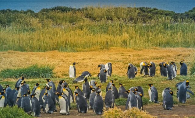 taman pinguino rey melihat penguin di chili