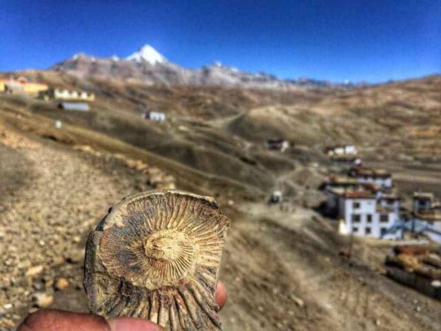 fosil lembah spiti di india