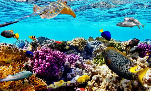 great barrier reef australia