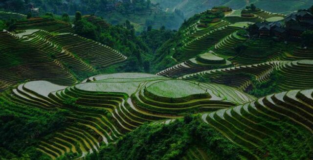 wisata sawah terasering longji