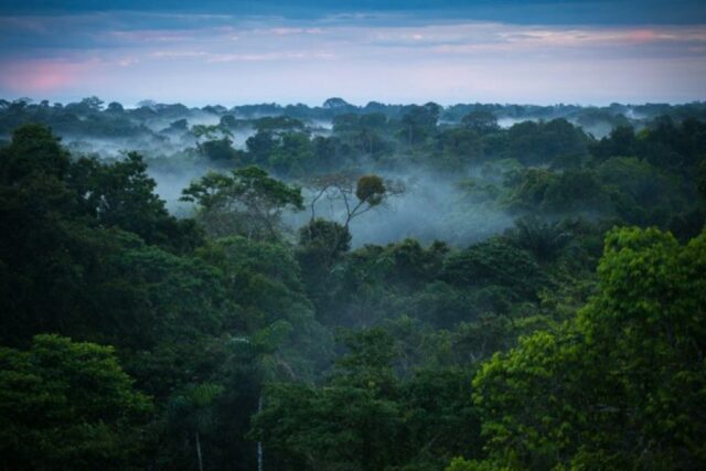 hutan hujan amazon brazil