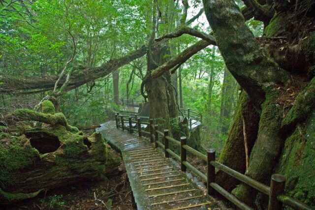 taman nasional yakushima di jepang