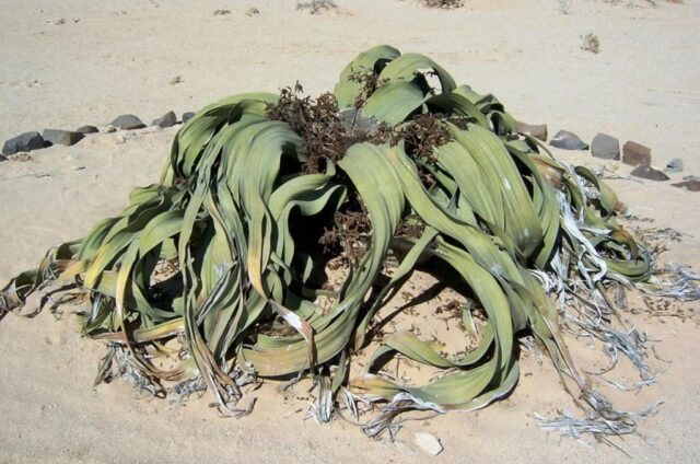 welwitschia mirabilis gurun namib