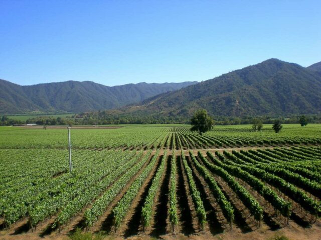 kebun anggur lembah aconcagua chili