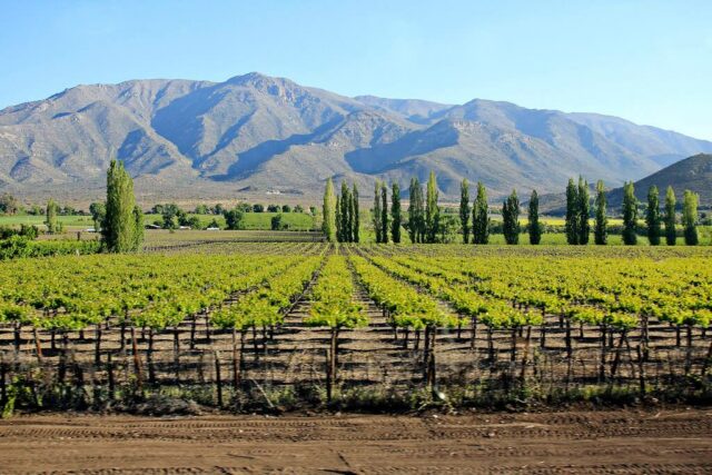 kebun anggur lembah maipo chili