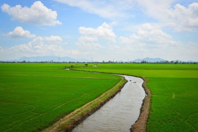 sawah subur delta mekong