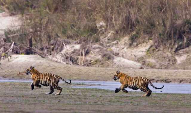 taman nasional bardia melihat harimau benggala