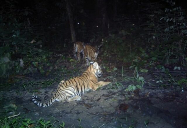 taman nasional parsa melihat harimau benggala