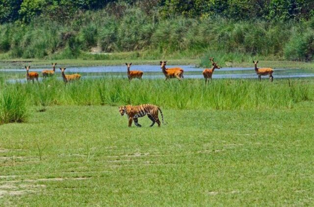 taman nasional shuklaphanta melihat harimau benggala